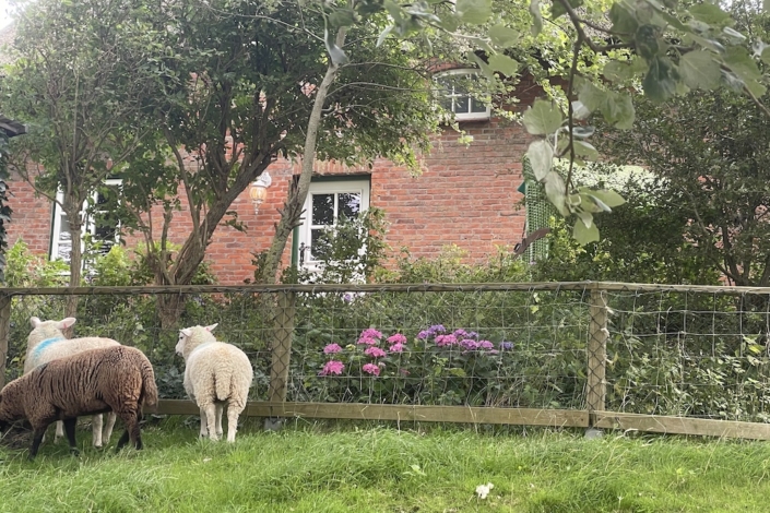 Blick zu Terrasse Ferienwohnung Lenz